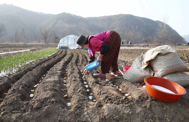 할머니가 13일 화순군 동복면 한천리 마을 인근 밭에서 반가운 봄비 소식에 감자를 심고 있다. / 손재운 기자