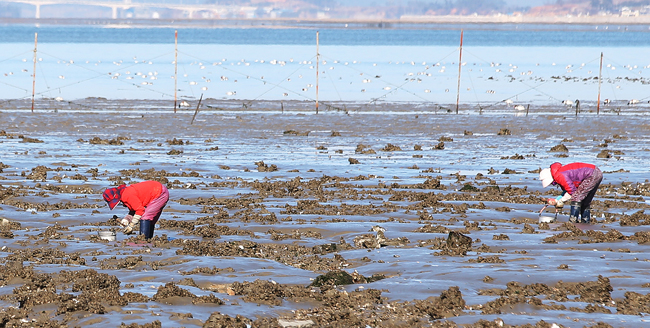 19일 오전 전남 함평군 돌머리해수욕장에서 석두마을 어촌계 아낙들이 제철을 맞아 살이 통통하게 오른 석화(굴)를 채취하고 있다. / 박성 기자