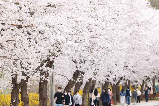 의왕시 백운호수 주변이 봄의 절정을 알리는 벚꽃들로 만개했다. 코로나로 지쳐있는 시민들은 만개한 벚꽃길을 따라 봄의 정취를 느끼며 휴식의 시간을 갖는다. / 신선열 기자