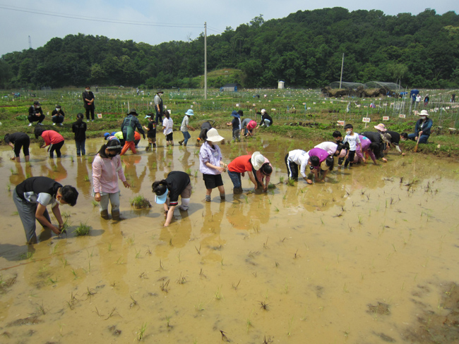 안산시(시장 윤화섭)는 시민들의 건전한 여가활동을 위해 운영하는 단원 주말농장(초지동 747)에서 초등생 농부들이 전통 모내기를 체험했다고 8일 밝혔다. / 김상환·최병욱 기자