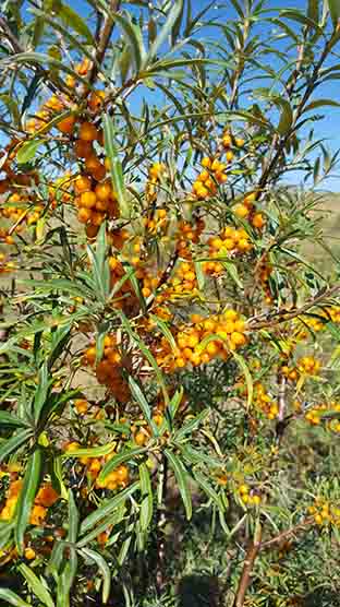 현지 주민들의 소득에 도움이 되는 비타민나무(차차르간) 열매