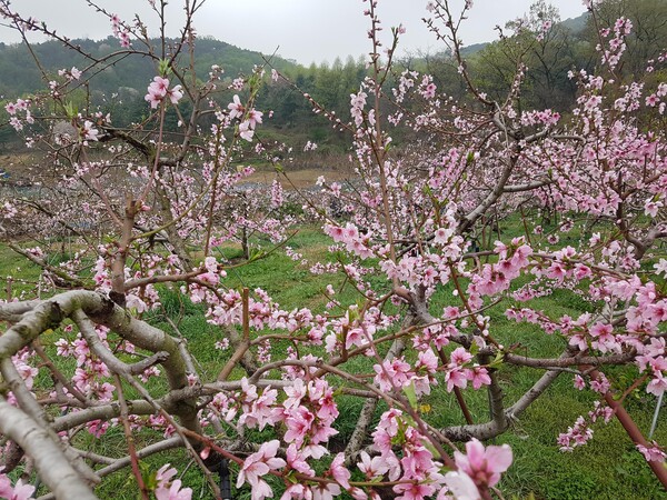  춘덕산 복숭아꽃축제