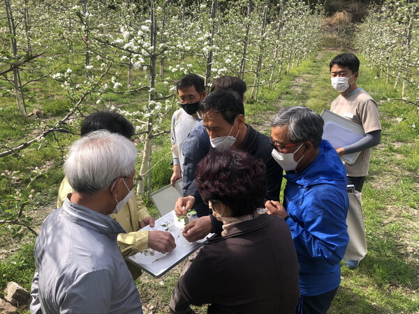 봉화 꽃눈피해를 조사하고 있는 농업재해조사단과 기술센터 직원들